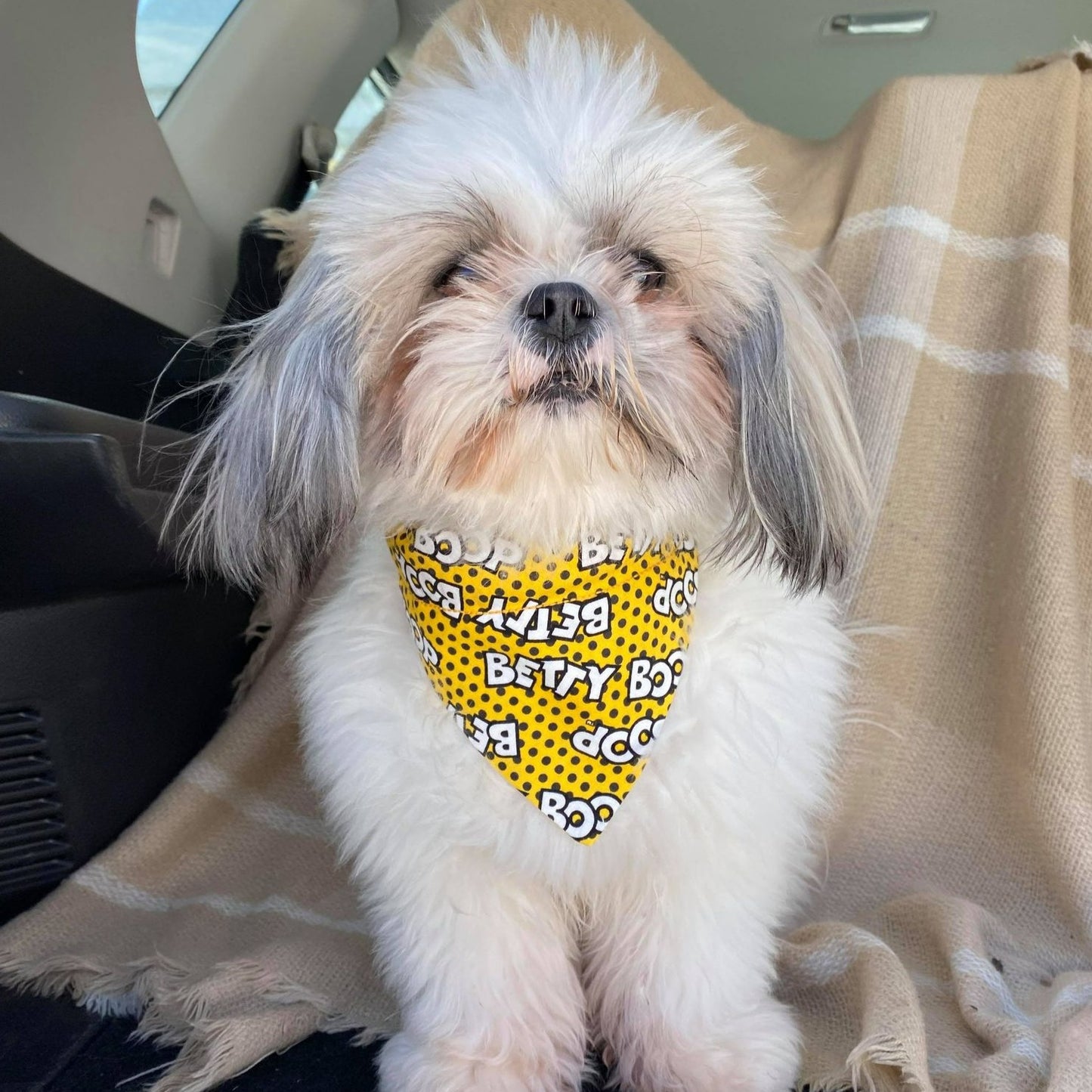 Modèle B-Chat et chien-Foulard par-dessus le collier-Jaune Betty Boop/Bandana over the collar-Yellow Betty Boop