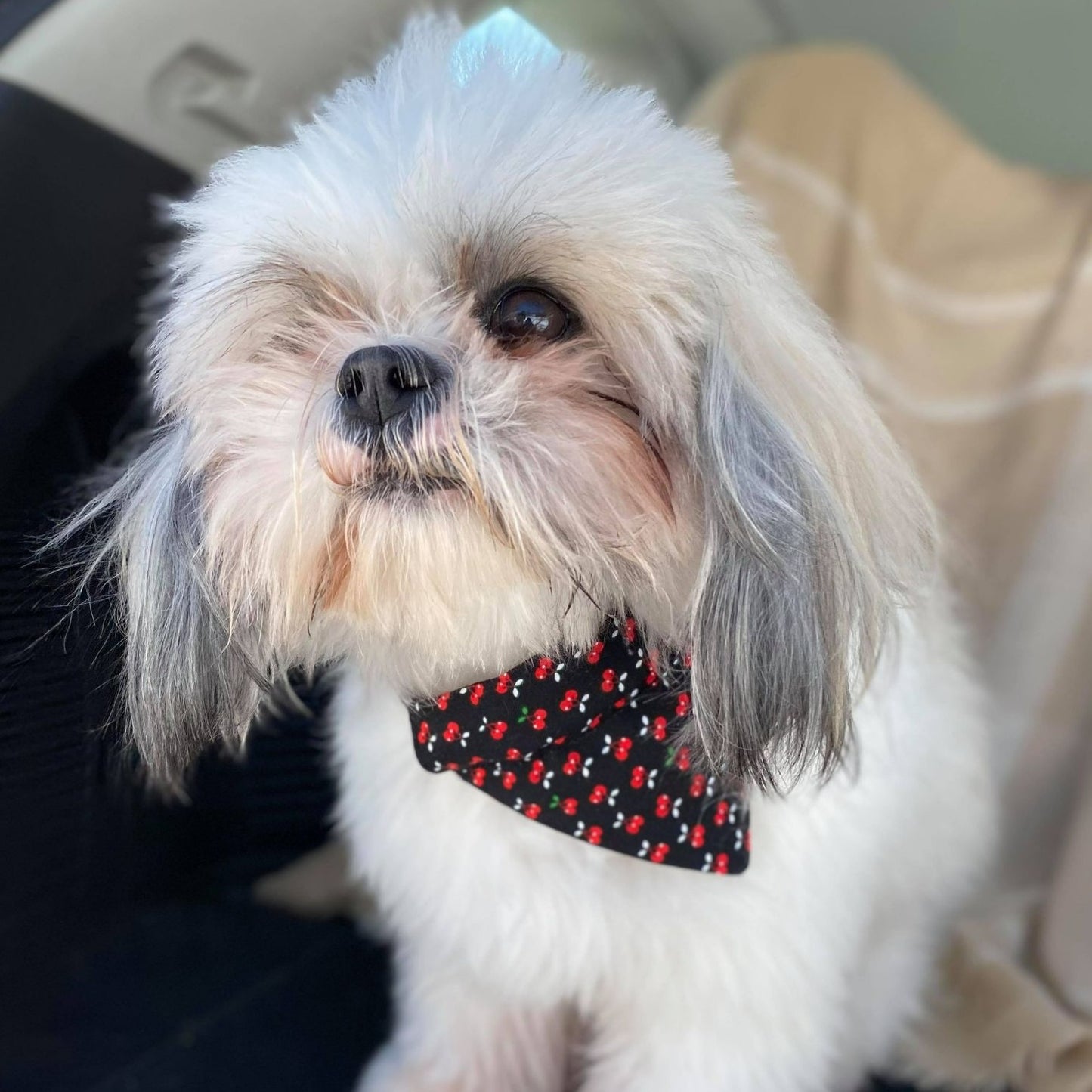 Modèle B-Chat et chien-Foulard par-dessus le collier-Noir avec cerises/Bandana over the collar-Black with cherry