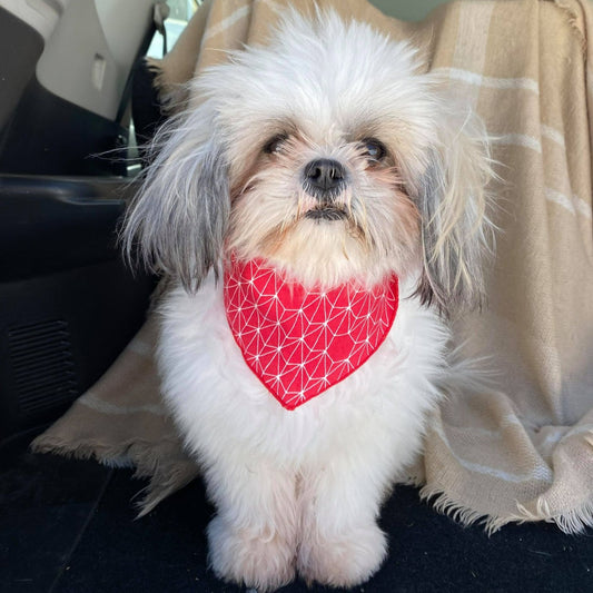 Modèle A-Chat et chien-Foulard Rouge et blanc avec formes géométriques/Bandana Red and white with geometric shapes