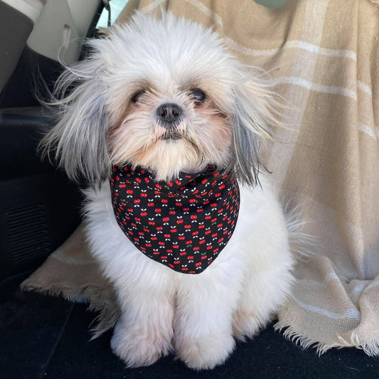 Modèle A- Chat et chien-Foulard noir avec cerises/ Bandana black with cherry