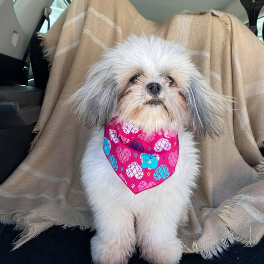 Modèle A- Chat et chien-Foulard Bisounours-Calinours/Bandana the Care Bears