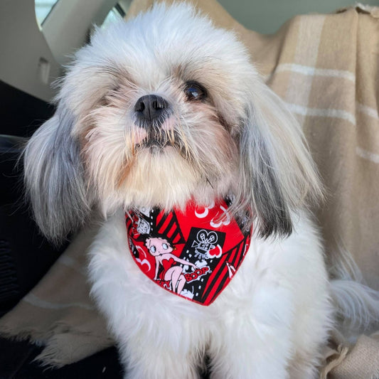 Modèle A-Chat et chien-Foulard rouge et noir Betty Boop/Bandana red and black Betty Boop