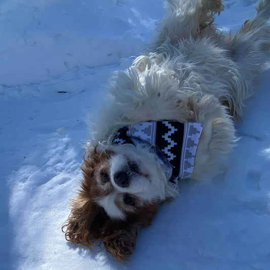 Modèle B-Chat et chien-Foulard par-dessus le collier-Tribal noir, blanc et gris/Bandana over the collar-Tribal black, white and gray