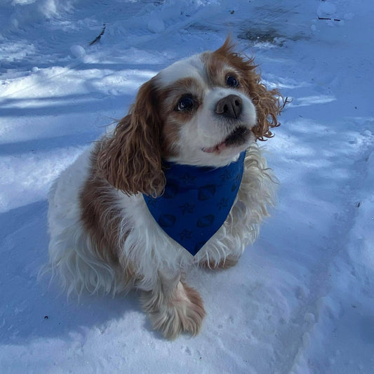 Modèle B-Chat et chien-Foulard par-dessus le collier-Bleu avec étoiles et cobras noirs/Bandana over the collar-Blue with black stars and cobras