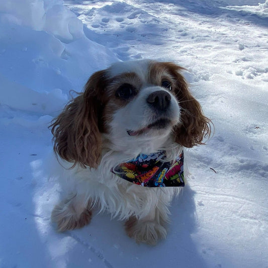 Modèle B-Chat et chien-Foulard par-dessus le collier-WOW!-OMG!-Noir-jaune-bleu-rouge/Bandana over the collar-WOW!-OMG! -Black-yellow-blue-red