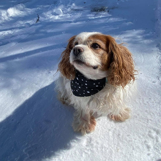 Modèle A- Chat et chien-Foulard noir avec étoiles blanches/Bandana black with white stars