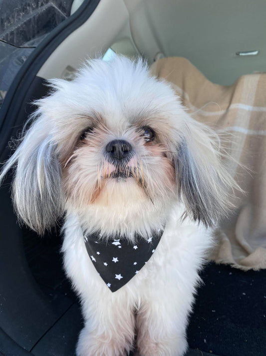 Modèle B-Chat et chien-Foulard par-dessus le collier-Noir avec étoiles blanches/Bandana over the collar-Black with white stars