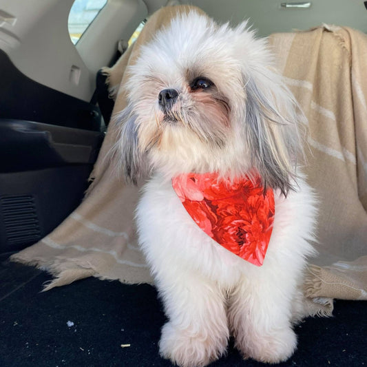Modèle B-Chat et chien-Foulard par-dessus le collier-Fleurs rouges et roses/Bandana over the collar-Red and pink flowers