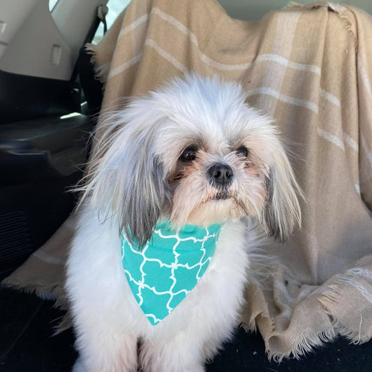 Modèle B-Chat et chien-Foulard par-dessus le collier-Baroque-Turquoise et blanc/Bandana over the collar-Baroque-Turquoise and white