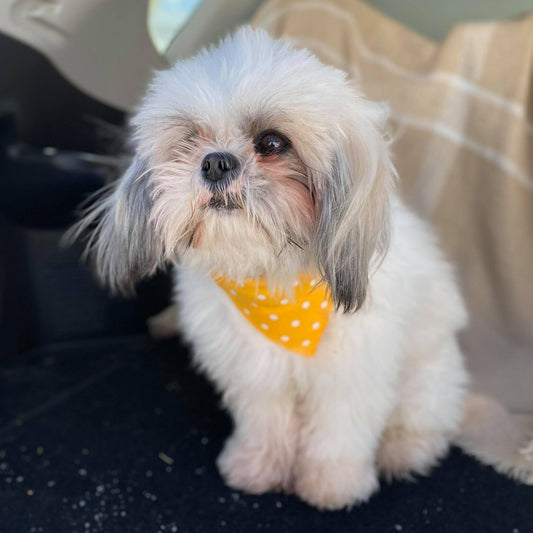 Modèle B-Chat et chien-Foulard par-dessus le collier-Jaune vif picoté blanc/Bandana over the collar- Bright yellow speckled white