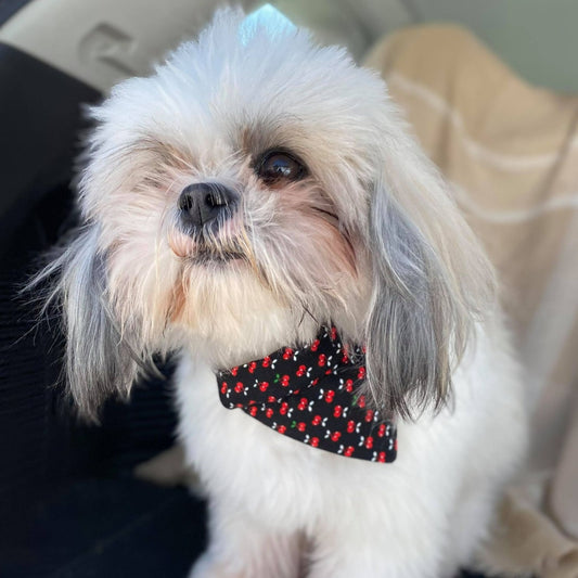 Modèle B-Chat et chien-Foulard par-dessus le collier-Noir avec cerises/Bandana over the collar-Black with cherry