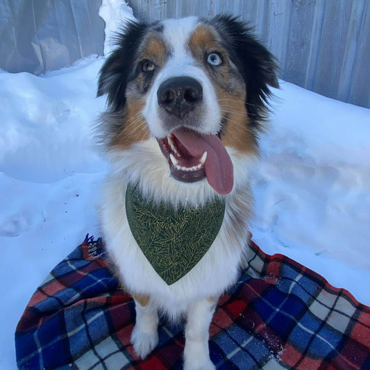Modèle B-Chat et chien-Foulard par-dessus le collier-Feuilles vertes forêt et lignes dorées/Bandana over the collar-Forest green leaves and golden lines
